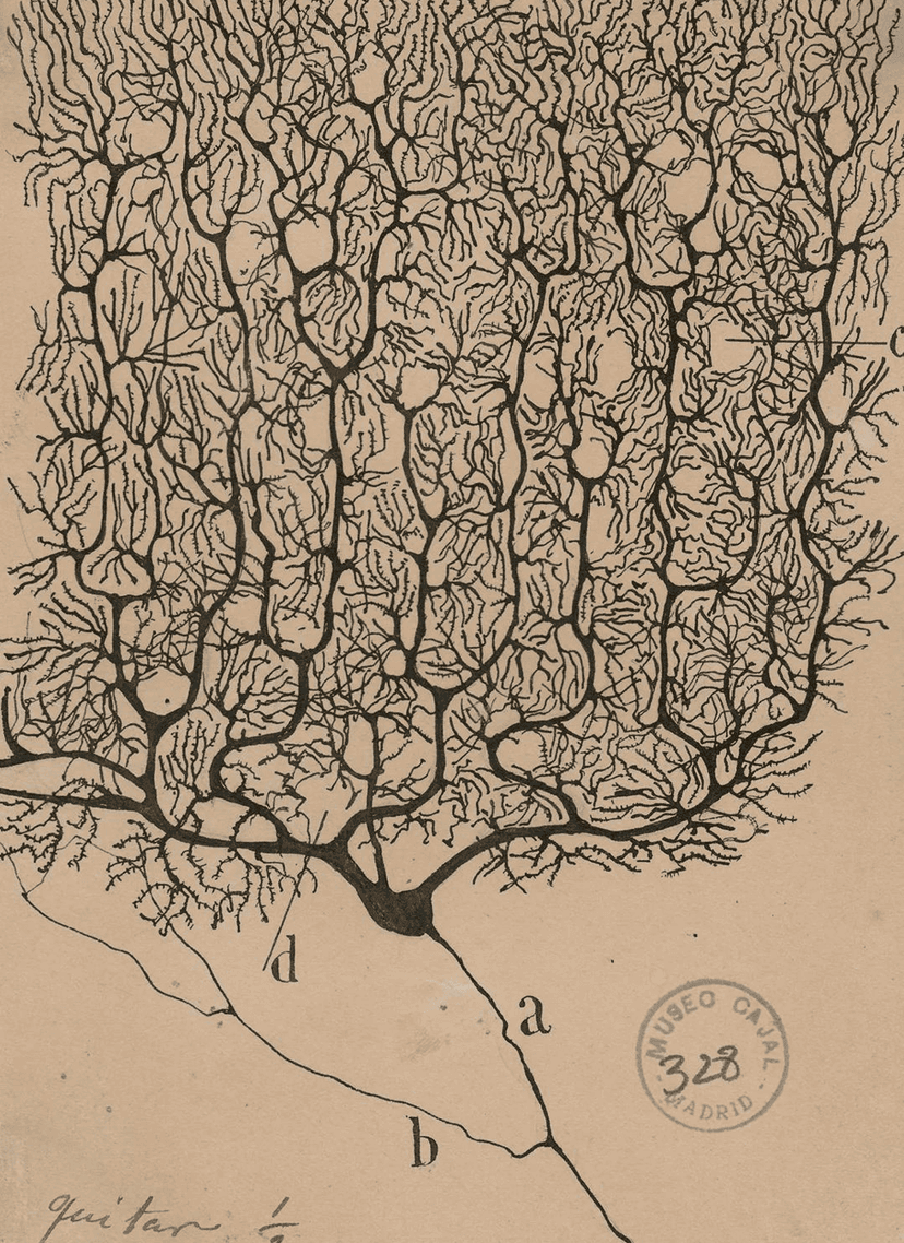 Evolution - Neural Architecture