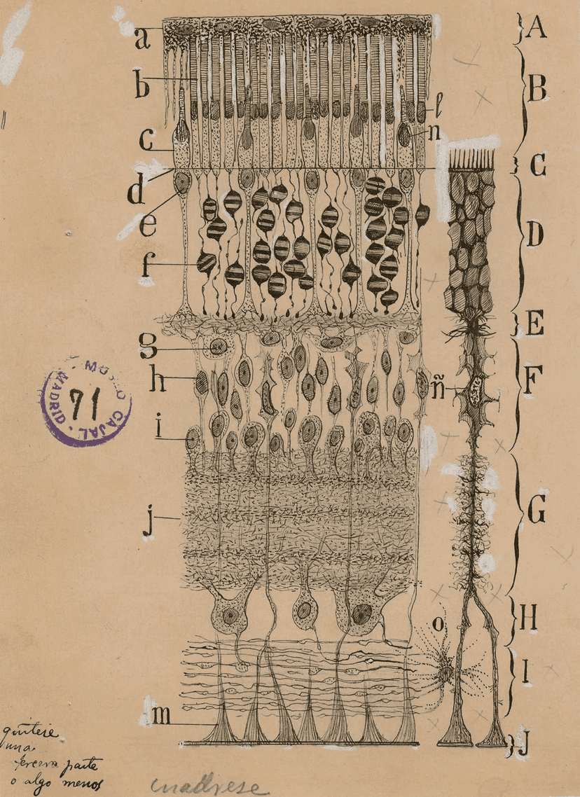 Inner Sight - Neural Interface